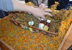 Showcasing a Growing Industry of Medicinal and Aromatic Plants 