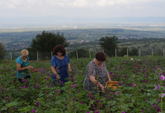 Žene poljoprivrednici sve više zainteresovane za uzgoj lekovitih aromaticnih biljaka