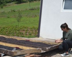 Të rejat e angazhuara në agrobiznes i kontribuojnë zhvillimit të sektorit